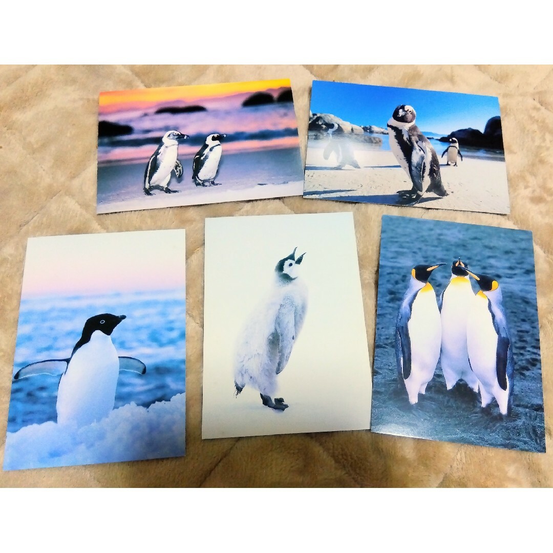 【おまけ込】ペンギン・エゾリス写真・KITAUSAGIのポストカード 13枚 インテリア/住まい/日用品の文房具(その他)の商品写真