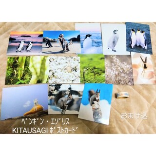 【おまけ込】ペンギン・エゾリス写真・KITAUSAGIのポストカード 13枚(その他)