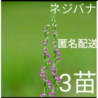 ネジバナの抜き苗　3株(その他)