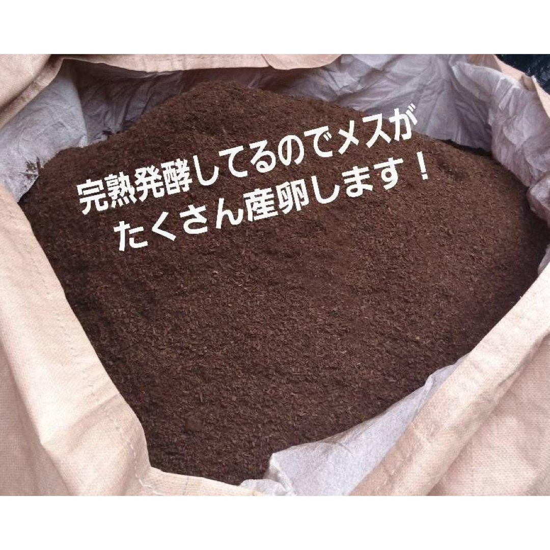 40gを超える国産カブト幼虫がゴロゴロでてきたオオヒラタケ菌床 40gを超える国産カブト幼虫がゴロゴロでてきたオオヒラタケ菌床