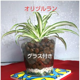 オリズルラン 観葉植物 ハイドロカルチャー グラス付き インテリアグリーン 苗(その他)