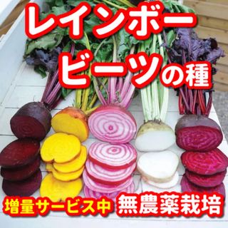 レインボービーツの種【60粒】★栽培期間中農薬不使用の種(野菜)