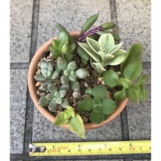 秋　紅葉する　多肉植物ちまちま植え　8種カット苗(プランター)