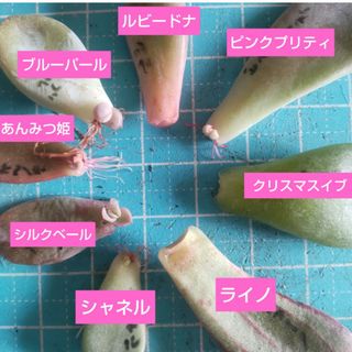 【多肉植物】あんみつ姫、シャネルなど　葉挿し8種類セット(その他)