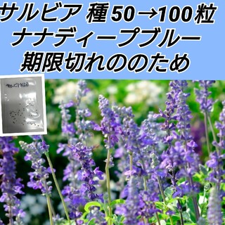 サルビア ファリナセア ナナディープブルー 種50→100粒以上(プランター)