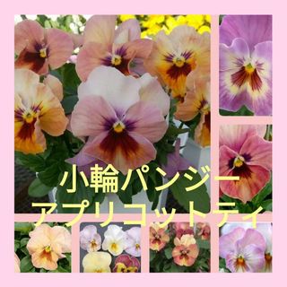 18粒　冬蒔きＯＫ　小輪パンジー✦わらくアプリコットティ✦花の種(その他)