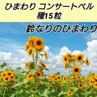 ひまわり コンサートベル 種15粒(プランター)