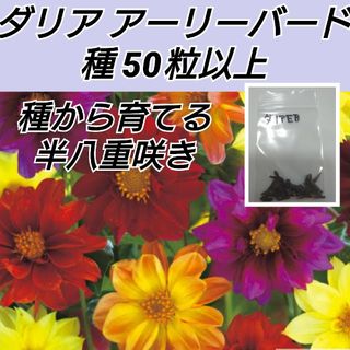 ダリア アーリーバード花種50粒(プランター)