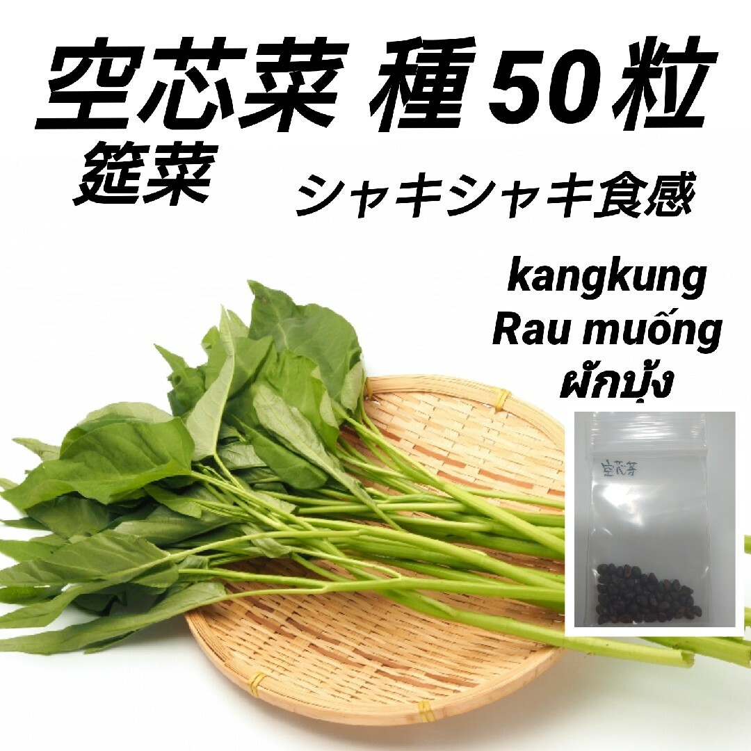 空芯菜(エンサイ、エンツァイ)種50粒 ハンドメイドのフラワー/ガーデン(プランター)の商品写真