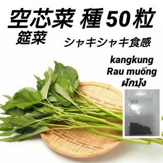 空芯菜（エンサイ、エンツァイ）種50粒(プランター)
