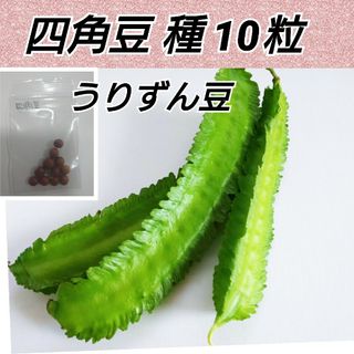 四角豆   種  10粒(プランター)