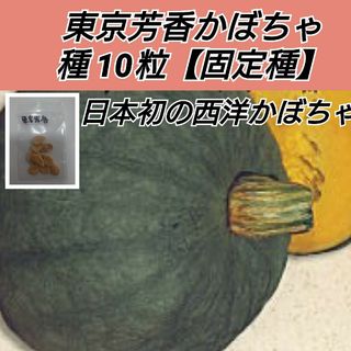 東京芳香かぼちゃ 種10粒【固定種】(プランター)