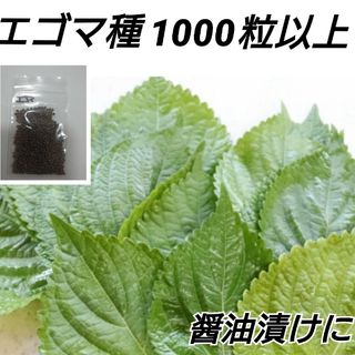 エゴマ黒種 500→1000粒以上【固定種】(プランター)