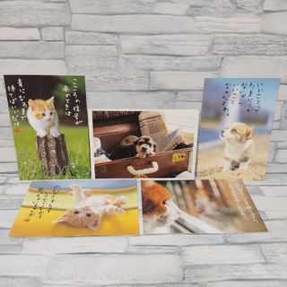 Hallmark - ポストカード はがき 犬 猫 Hallmarkなど 5枚セット