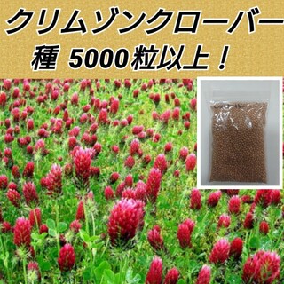 クリムソンクローバー 花種5000粒以上(プランター)
