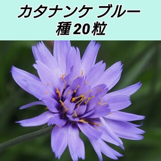 カタナンケ ブルー 種20粒(プランター)