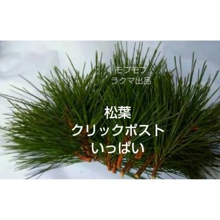松の葉 農薬 化学肥料不使用 生葉 クリックポストいっぱい ①(その他)