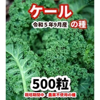 ケール【500粒】◾️栽培期間中農薬不使用の種(野菜)