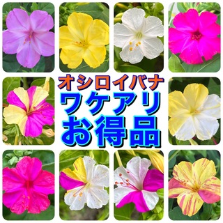 【ワケアリ】　オシロイバナの種　40粒　色不明　お得品　花の種(その他)