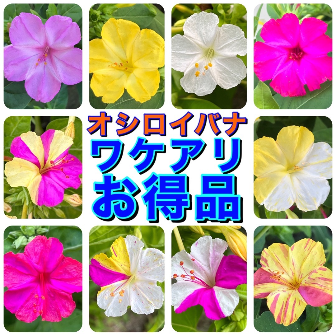 【ワケアリ】　オシロイバナの種　40粒　色不明　お得品　花の種 ハンドメイドのフラワー/ガーデン(その他)の商品写真