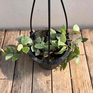 観葉植物ホヤ クローニアナシルバー 吊り鉢の通販 by ビビここ's 観葉植物ホヤ クローニアナシルバー 吊り鉢の通販 by ビビここ's