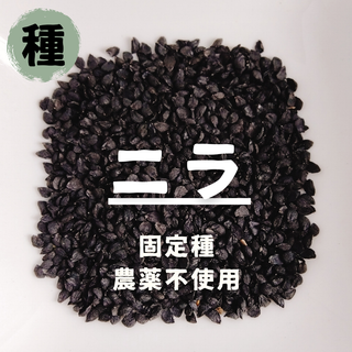 【種】ニラ　にら　無農薬　100粒(野菜)