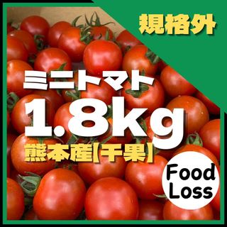 ミニトマト　1.8キロ　フードロス　規格外　野菜　熊本産　訳あり　安い　ミネラル(野菜)