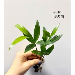 ナギの木　梛　観葉植物　抜き苗(ドライフラワー)