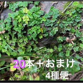 ヒメイタビ　20本　おまけつき　４種便　フィカス　(その他)