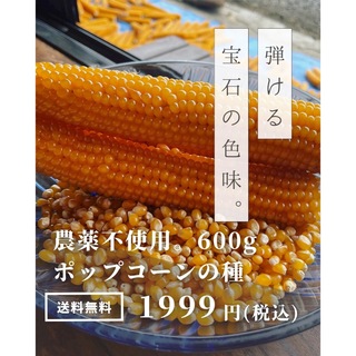 長野県産　ポップコーンの種 600g とうもろこし　イエローポップ　おやつ　国産(野菜)