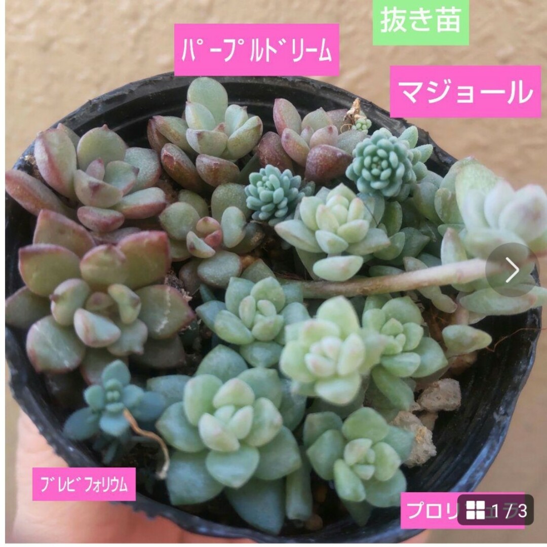 【多肉植物】パープルドリーム、プロリフェラなど（根つき） ハンドメイドのフラワー/ガーデン(その他)の商品写真