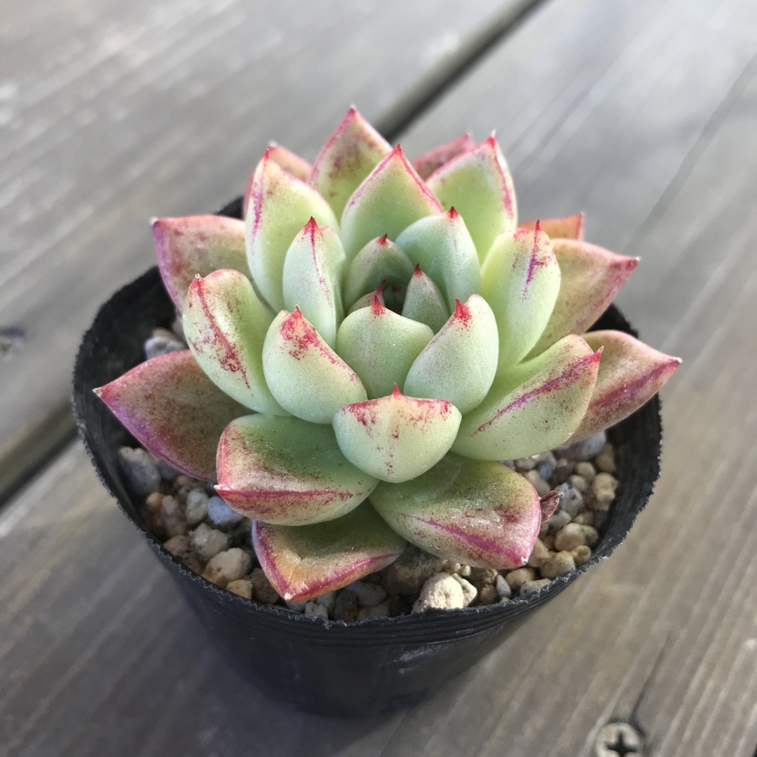 多肉植物35 露 エケベリア 韓国苗の通販 by 多肉植物 多肉植物35 露 エケベリア 韓国苗の通販 by 多肉植物