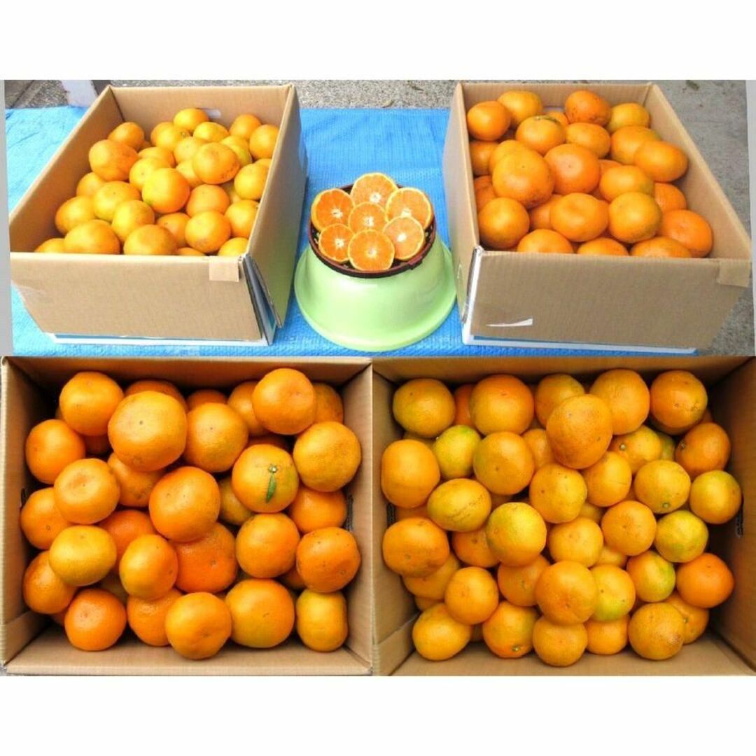 湯河原みかん 10kg🍊ご家庭用 訳あり 不選別 ゆがわらみかん 10キロ 食品/飲料/酒の食品(フルーツ)の商品写真