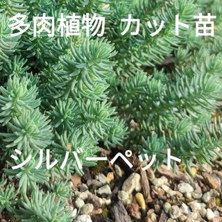 多肉植物 セダム シルバーペット レフレクサム カット苗 ３０カット(その他)