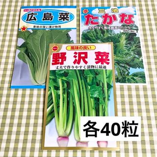 ★ 漬け物に 野菜の種 お裾分け  広島菜・たかな・野沢菜 各40粒＋α (野菜)