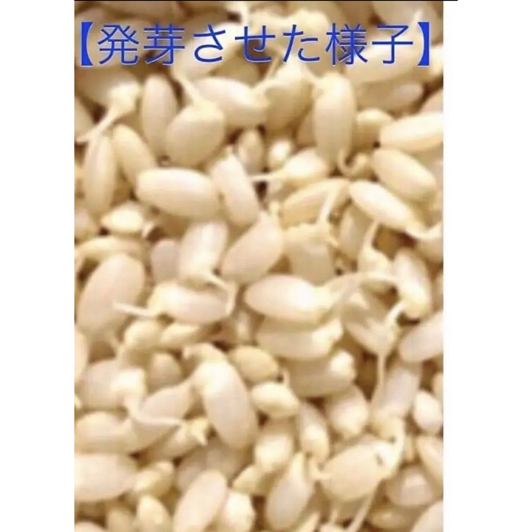 採れたて新米✳️令和５年産✳️５回色彩選別・有機肥料・送料無料ハツシモ５キロ 食品/飲料/酒の食品(米/穀物)の商品写真