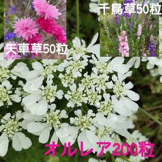 オルレア200粒☆矢車草50粒☆千鳥草50粒☆2023年採取☆植物の種3種類(プランター)