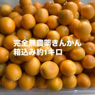 完全無農薬きんかん 箱込み約1キロ(フルーツ)