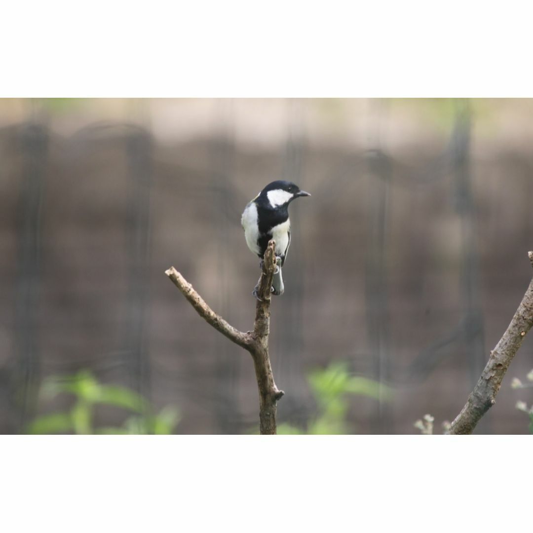 片屋根式 野鳥用巣箱 シジュウカラ用 その他のペット用品(鳥)の商品写真