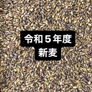 令和５年度産もち麦（ダイシモチ）900g(米/穀物)