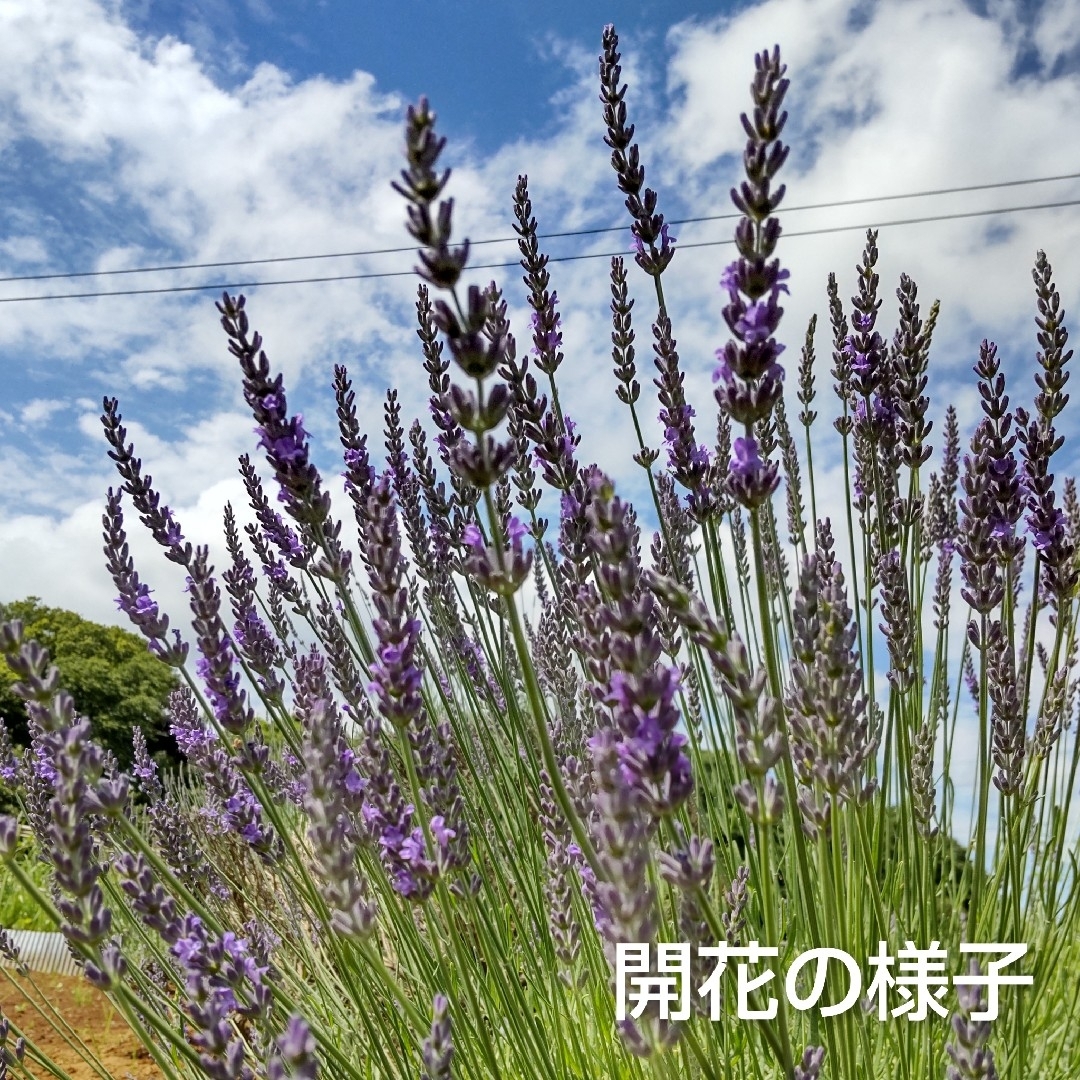 【約100本】ラベンダー ドライフラワー グロッソ Lavender ハンドメイドのフラワー/ガーデン(ドライフラワー)の商品写真