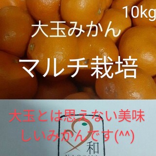 あぽ様専用　マルチ栽培みかん10kg(フルーツ)