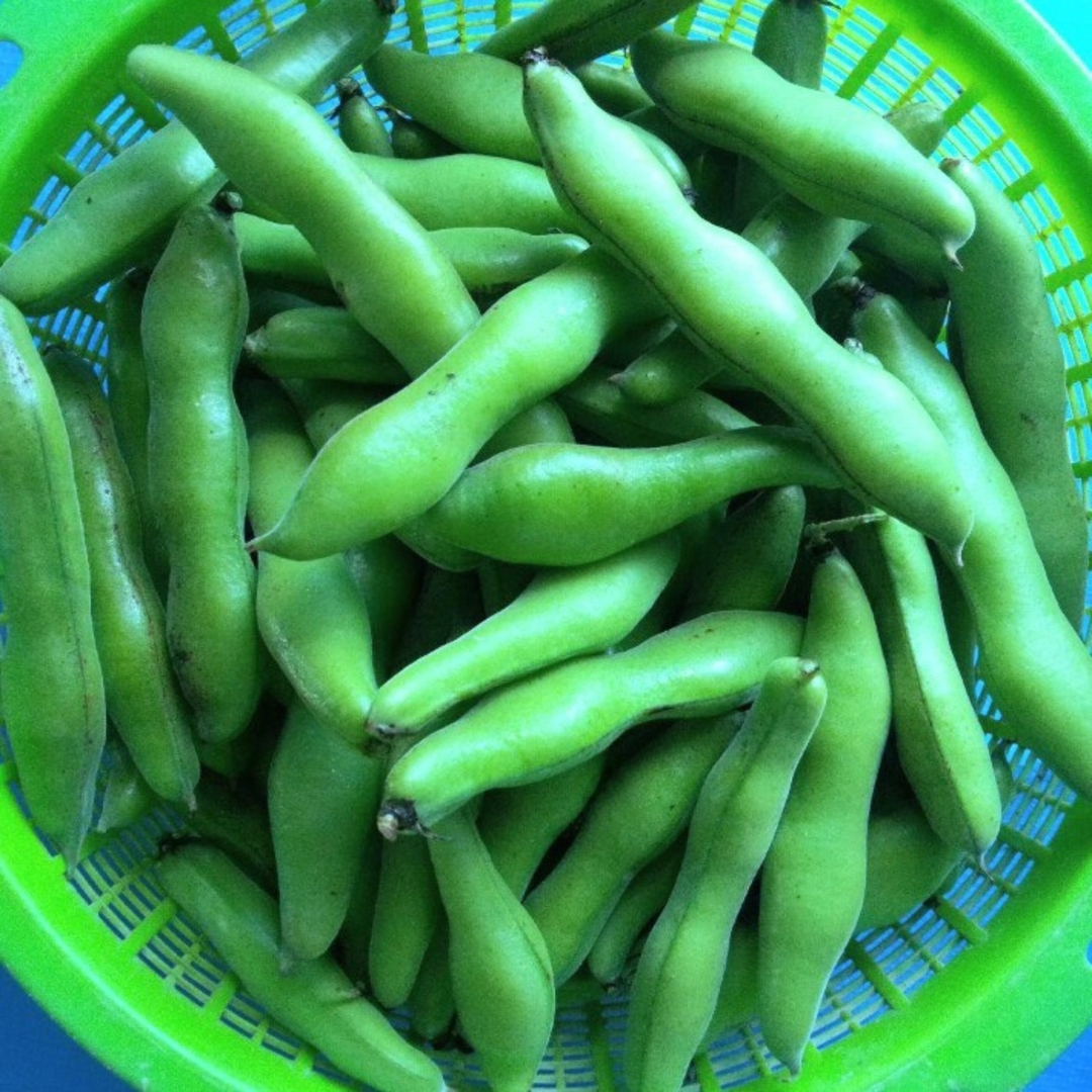 自然農法　やや小粒の空豆　３０粒 食品/飲料/酒の食品(野菜)の商品写真