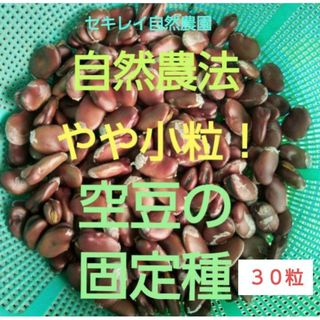 自然農法　やや小粒の空豆　３０粒(野菜)