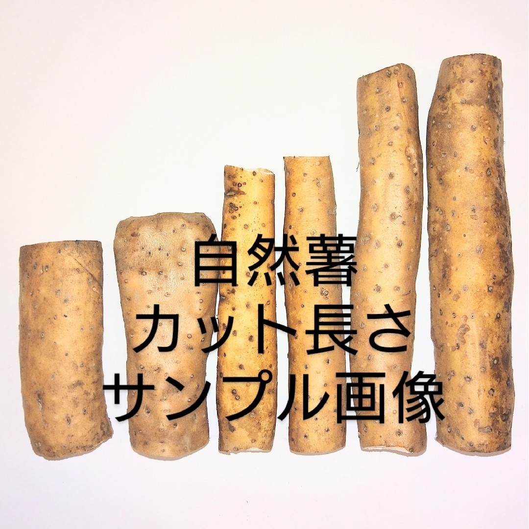 自然薯　四国山地　標高８００m山中が由来　５００g超え 食品/飲料/酒の食品(野菜)の商品写真