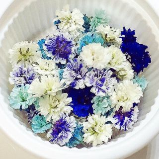 【sayaryu専用!!】かすみ草...♪*ﾟNo.75、64、79(ドライフラワー)