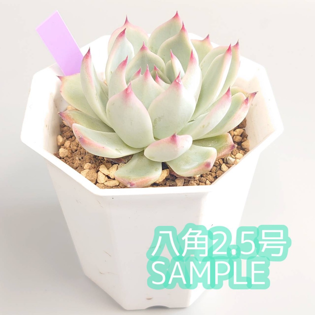 植木鉢 まぶしく 2個セット 14.2cmサイズ プラ鉢 園芸ラベル 植木鉢 まぶしく 2個セット 14.2cmサイズ プラ鉢 園芸ラベル