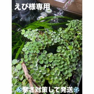 サルビニアククラータ 無農薬 浮草 産卵床☘(アクアリウム)