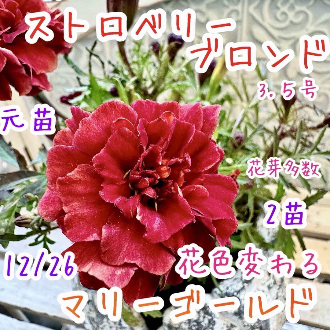 マリーゴールド ストロベリーブロンド 花色変化 苗 2苗分 フレンチ コンパクト | フリマアプリ ラクマ マリーゴールド ストロベリーブロンド 花色変化 苗 2苗分 フレンチ コンパクト | フリマアプリ ラクマ