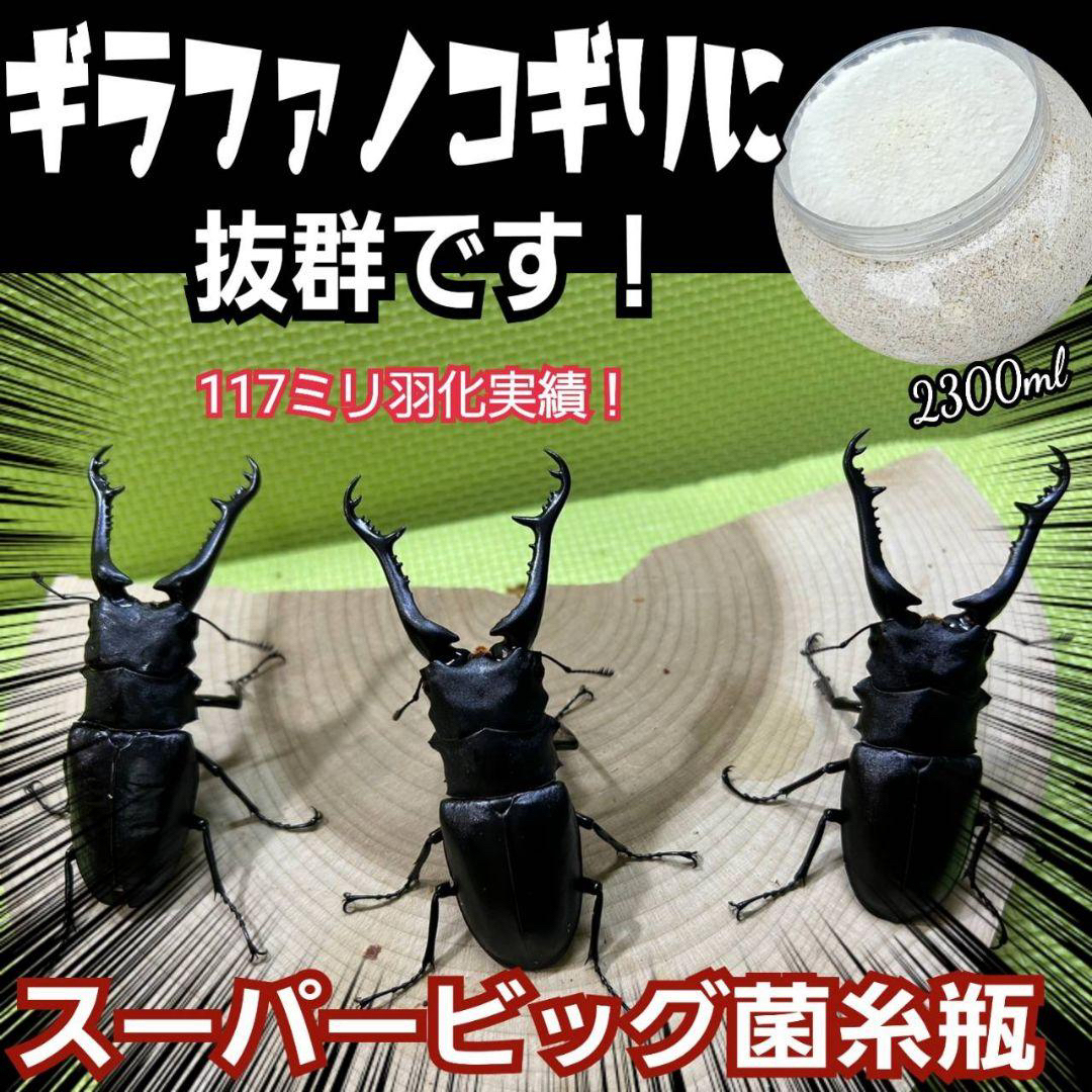 超特大菌糸瓶2300ml 【3本セット】ヒマラヤひらたけ菌　ギネス狙いにどうぞ！